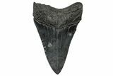 Fossil Megalodon Tooth - South Carolina #301830-1